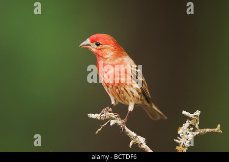 Roselin familier Carpodacus mexicanus homme Uvalde County Texas Hill Country USA Avril 2006 Banque D'Images