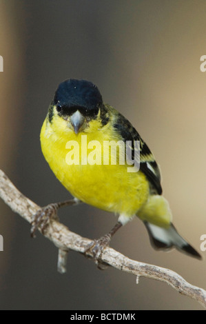 Chardonneret mineur Carduelis psaltria vert paradis mâles adossés Montagnes Chiricahua Arizona USA Août 2005 Banque D'Images