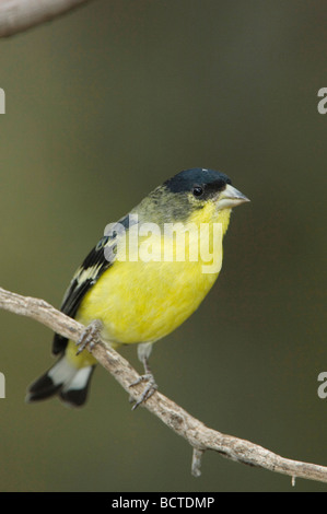 Chardonneret mineur Carduelis psaltria vert paradis mâles adossés Montagnes Chiricahua Arizona USA Août 2005 Banque D'Images