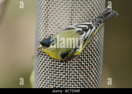 Chardonneret mineur Carduelis psaltria vert mâle appuyé sur thistle feeder Paradise monts Chiricahua, Arizona USA Banque D'Images