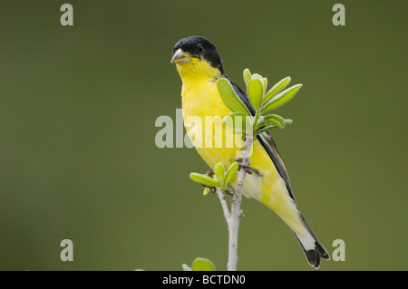 Chardonneret mineur Carduelis psaltria adossés noir homme perché Uvalde County Texas Hill Country USA Avril 2006 Banque D'Images