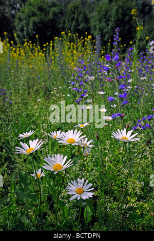 Summer meadow with daisies (Leucanthemum vulgare) Banque D'Images