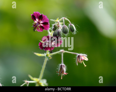 Géranium sanguin sombre ou de deuil veuve (Geranium phaeum) Banque D'Images