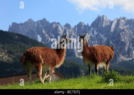 Les lamas de Gosau, région du Salzkammergut, Haute Autriche, Autriche, Europe Banque D'Images