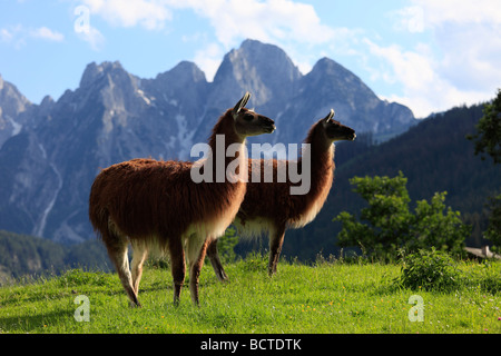 Les lamas de Gosau, région du Salzkammergut, Haute Autriche, Autriche, Europe Banque D'Images