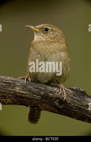 Troglodyte familier (Troglodytes aedon) brunneicollis Arizona - USA - Brown-throated race - Un résident dans le sud-est de l'Arizona rare Banque D'Images