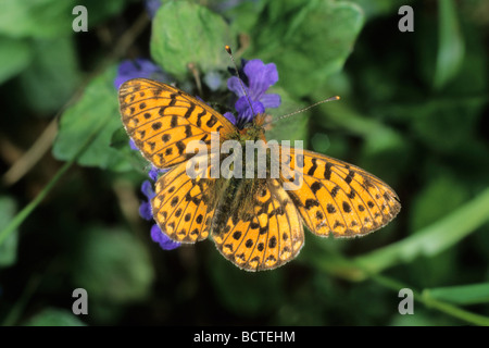 Pearl-bordé fritillary (Clossiana euphrosyne) sucer nectar de bugle commune Banque D'Images