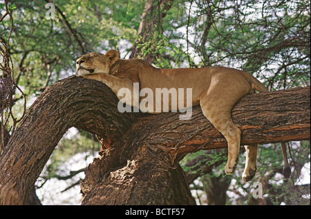 Lionne dormir détente sur branche d'acacia de la réserve nationale de Samburu, Kenya Afrique de l'Est Banque D'Images
