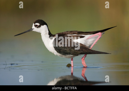 Black necked Stilt Himantopus mexicanus balades adultes Sinton Coastal Bend Corpus Christi Texas USA Banque D'Images