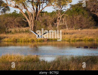 Saddle-billed Stork, survolant une partie du delta de l'Okavango, Moremi au Botswana, avec des hippopotames. Banque D'Images