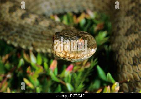 L'additionneur européen commun (Vipera berus), Portrait Banque D'Images