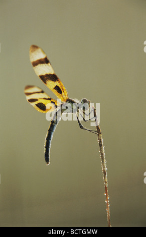 Fanion Halloween Celithemis eponina femelle à souder rosée Wildlife Refuge Sinton Texas USA Mai 2005 Banque D'Images