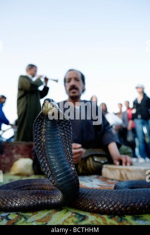 Un charmeur de serpent et son (toothless) cobra snake à Jamaa el Fna, la place principale de la vieille ville (médina) à Marrakech, Maroc. Banque D'Images