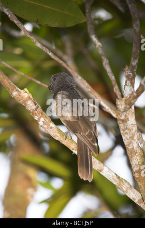 Perroquet noir des Seychelles Coracopsis nigra perchés dans la canopée d'arbres à la Vallée de Mai, Praslin, Seychelles en mai. Banque D'Images