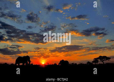 L'humeur du soir, Bush africain Elephant (Loxodonta africana), Savuti, Chobe National Park, Botswana, Afrique australe, Afrique Banque D'Images
