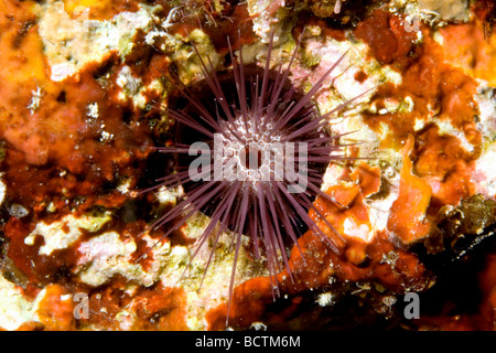 Épines de l'aiguille, Echinostrephus aciculatus oursin, également connu sous le nom de Urchin Plate Red Rock Banque D'Images