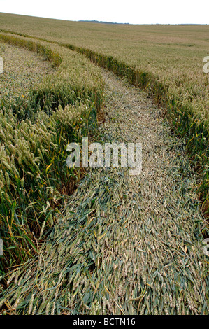 Crop Circle près de Warwickshire Angleterre Royaume-uni Chesterton Windmill Banque D'Images