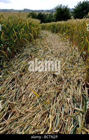 Crop Circle près de Chesterton Moulin, Warwickshire, England, UK Banque D'Images