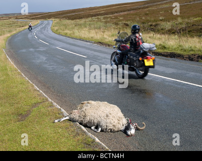 Moutons morts tués dans un accident de la route dans le Massif avec un moteur passant cyclist Banque D'Images