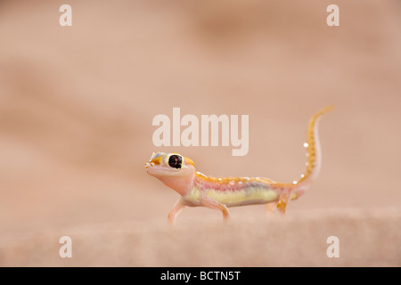 Gecko Webfooted Palmatogecko rangei Désert du Namib Namibie Banque D'Images