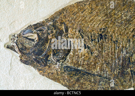 Phareodus fossiles de poissons de l'espèce Laggerstatte les dépôts, la Formation de Green River, Wyoming, USA ère Éocène par Dominique Braud/Dembinsky Assoc Photo Banque D'Images