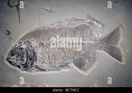 Phareodus fossiles de poissons de l'espèce Laggerstatte les dépôts, la Formation de Green River, Wyoming, USA ère Éocène par Dominique Braud/Dembinsky Assoc Photo Banque D'Images