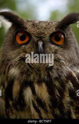 Stock owl Bubo bubo Banque D'Images