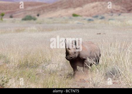 Adapté du désert rhinocéros noir Diceros bicornis bull région Kunene Namibie Banque D'Images