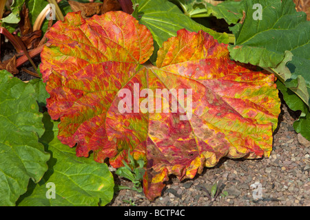 Les feuilles de rhubarbe rouge en fin de saison, tournant Banque D'Images
