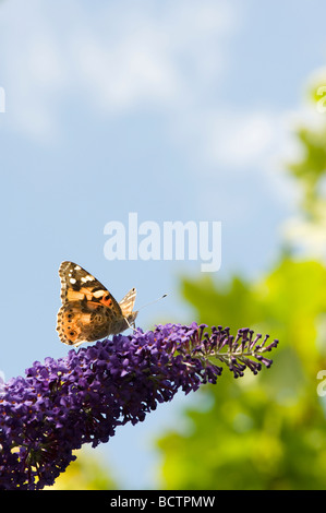 Vanessa cardui. Papillon belle dame se nourrissant de buddleja dans un jardin anglais Banque D'Images