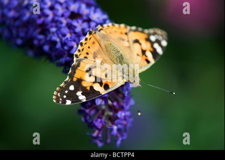 Vanessa cardui. Papillon belle dame se nourrissant de buddleja dans un jardin anglais Banque D'Images