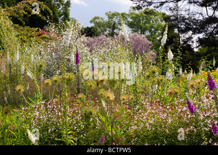 L'allium seedheads et digitalis dans une bande de vivaces à RHS Harlow Carr Banque D'Images