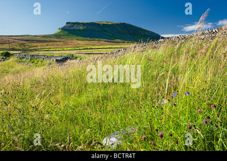 Pen-y-ghent l'un des trois sommets du Yorkshire, du sentier Pennine Way, sur une soirée d'été ensoleillé Banque D'Images