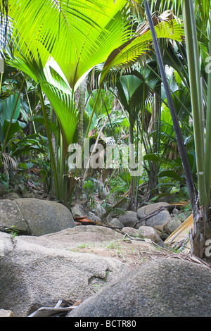 Vue sur forêt tropicale dense de la végétation de la Vallée de Mai, Praslin, Seychelles en mai. Banque D'Images