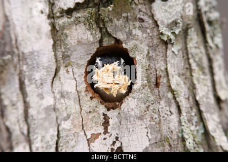 Pic mineur expulsant Plaquettes Nest Banque D'Images