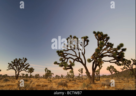 USA Californie Le parc national Joshua Tree Yucca brevifolia Joshua Trees Banque D'Images