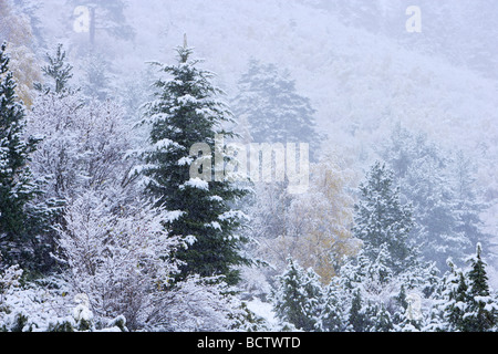 Neige dans la forêt subalpine de Aiguestortes i Estany de Sant Maurici National Park Pyrénées Catalogne Espagne Banque D'Images