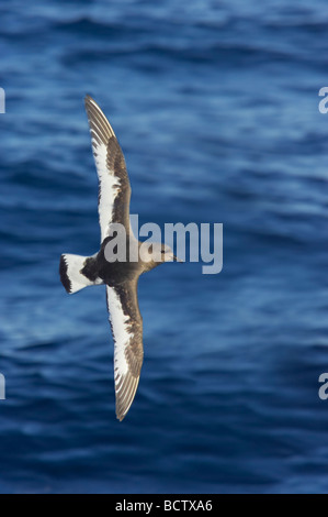 Pétrel antarctique en vol au-dessus de la mer antarctique Antarctique Thalassoica BI012407 Banque D'Images