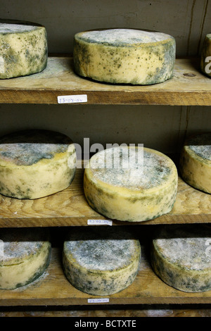 Le vieillissement du fromage dans une grotte de Quesería artesana La identifier PEÇA d Pyrénées Catalogne Espagne Rialp Altron Banque D'Images