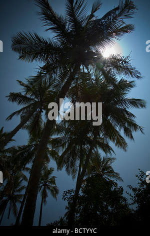 La silhouette des palmiers TOURNÉ VERS LE SOLEIL CONTRE UN CIEL BLEU À REKAWA, SRI LANKA. Banque D'Images