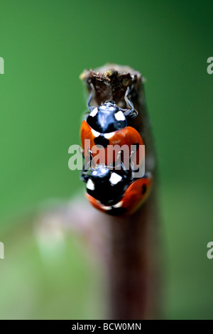 L'accouplement de sept oiseaux de poche (Coccinella septempunctata) Banque D'Images