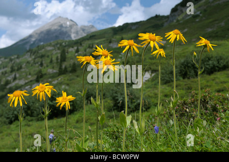 Arnica des montagnes (Arnica montana), groupe des plantes à fleurs Banque D'Images