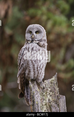 Chouette lapone Strix nebulosa adulte en arbre Parc National de Yellowstone au Wyoming USA Banque D'Images