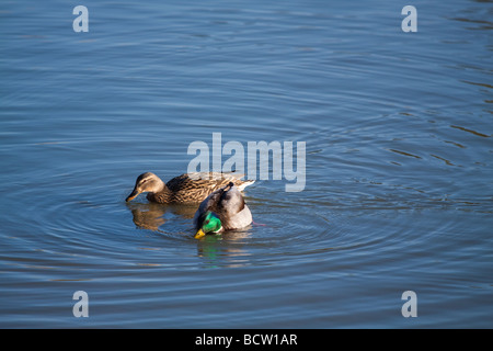 Paire de canards colverts nager. Banque D'Images