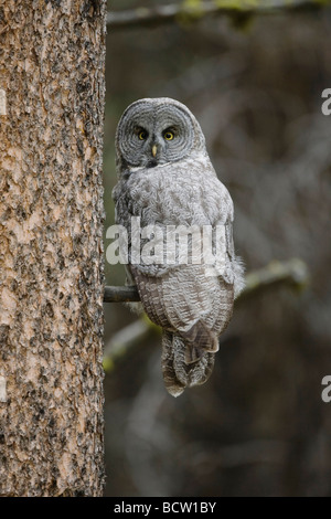 Chouette lapone Strix nebulosa adulte en arbre Parc National de Yellowstone au Wyoming USA Banque D'Images