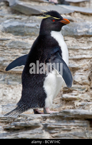 Rockhopper Penguin grimpe les falaises sur l'île de Sea Lion Banque D'Images