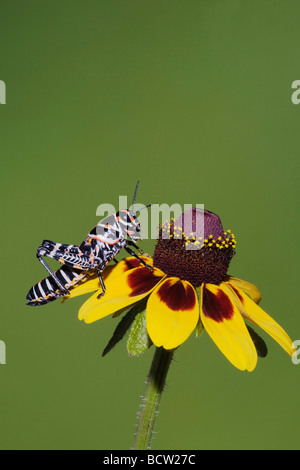 Dactylotum sauterelle peint bicolor adulte sur feuilles Embrassantes Coneflower Dracopis amplexicaulis Sinton Corpus Christi au Texas Banque D'Images