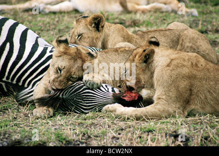 Jeunes lions début d'alimentation sur la moule commune fraîchement tué Masai Mara National Reserve Kenya Afrique de l'Est Banque D'Images