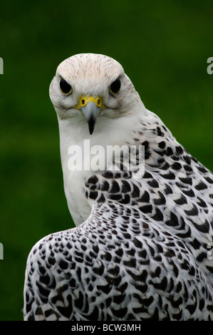 Un Gyr ou gris de Falcon. Banque D'Images