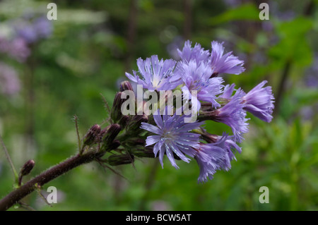 Bleu alpin-le laiteron des champs (Cicerbita alpina), fleurs Banque D'Images